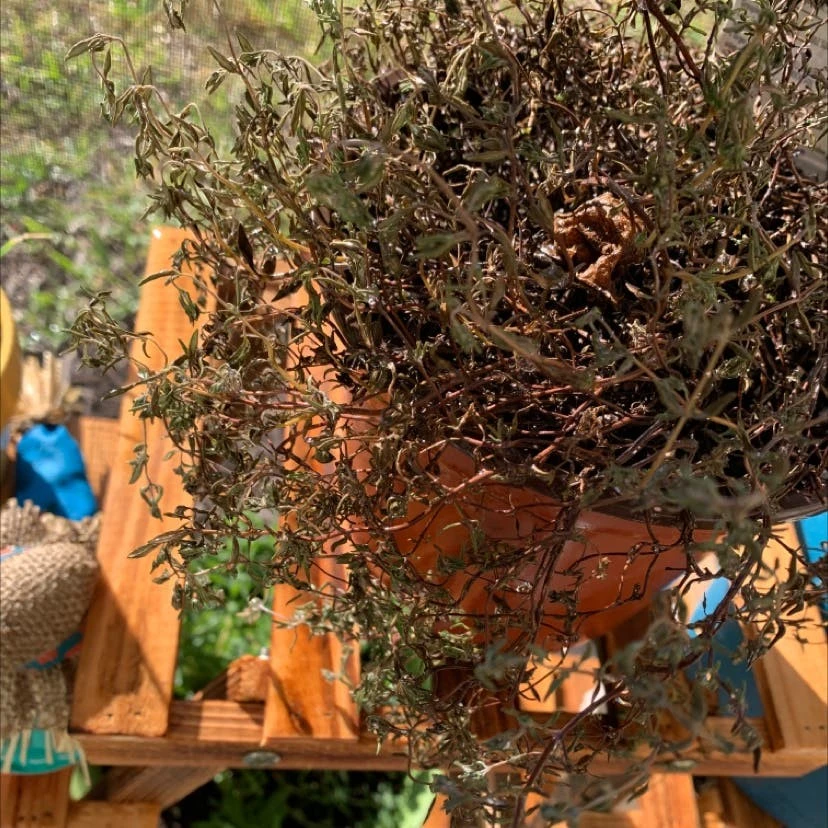 صدأ الزعتر (Thyme Rust)