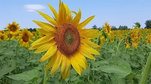 زراعة دوار الشمس