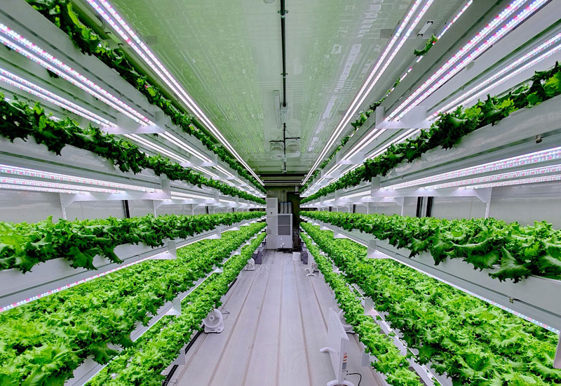 alt="زراعة مائية في السعودية"