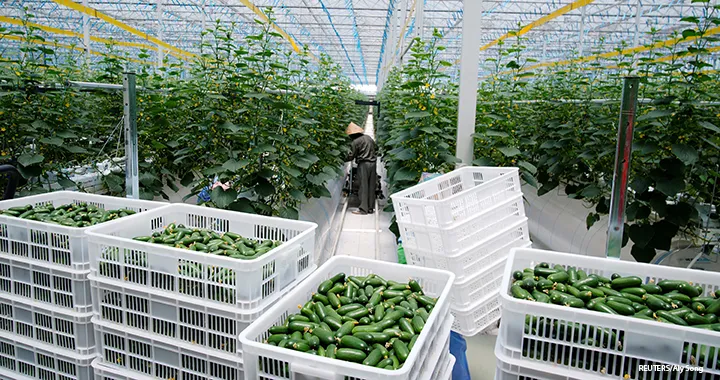 محاصيل اساسية فى الزراعة المائية المحميات الزراعية فى تقنيات الزراعة الحديثة